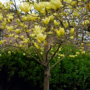 Magnolia Yellow Bird Tree